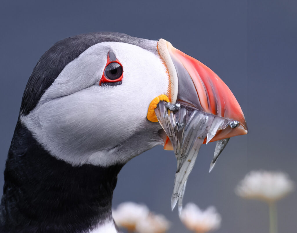 Atlantic Puffin Shetland Islands by Ed Northup