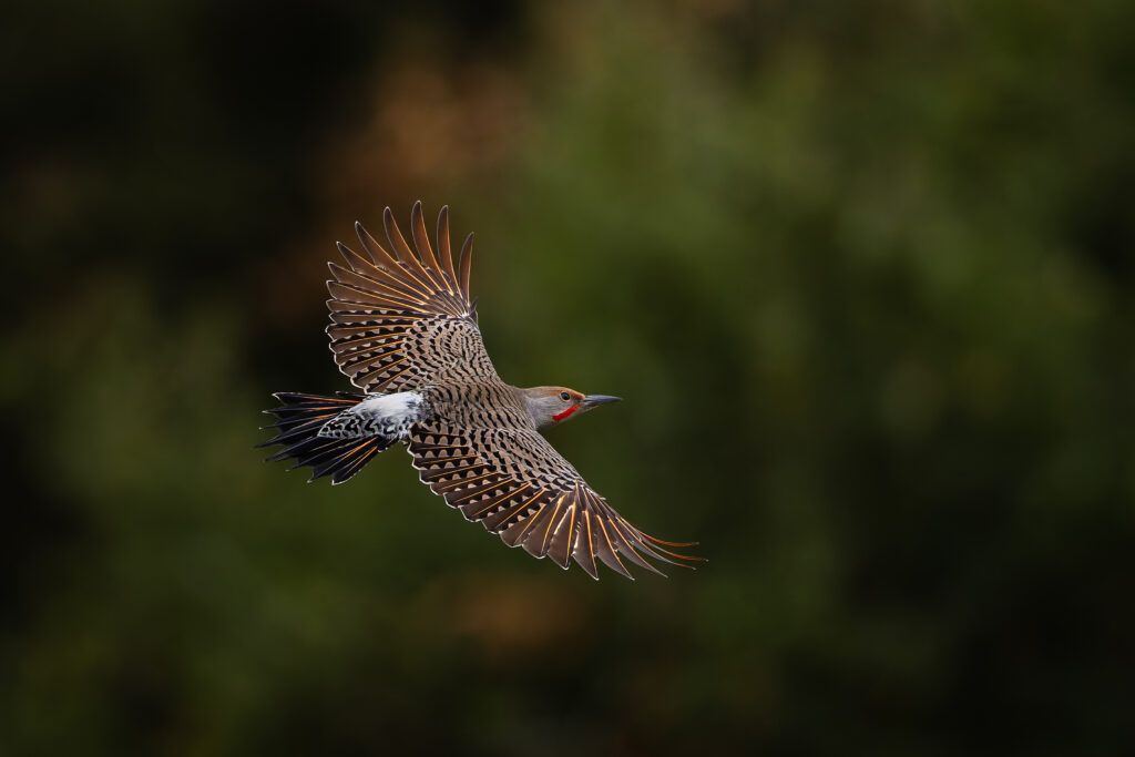 Bank Shot Northern Flicker by John Stuelpnagel