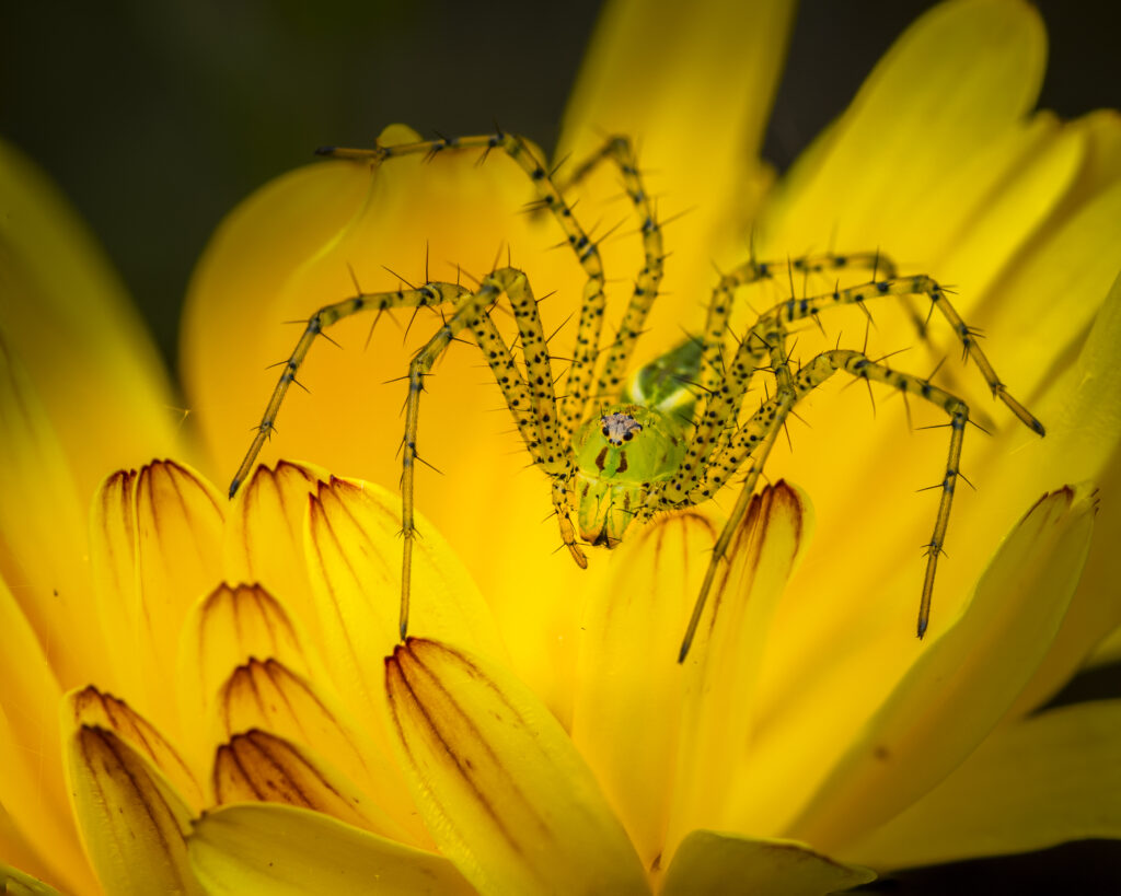 Green Lynx Spider In My Garden by Gary Robinson