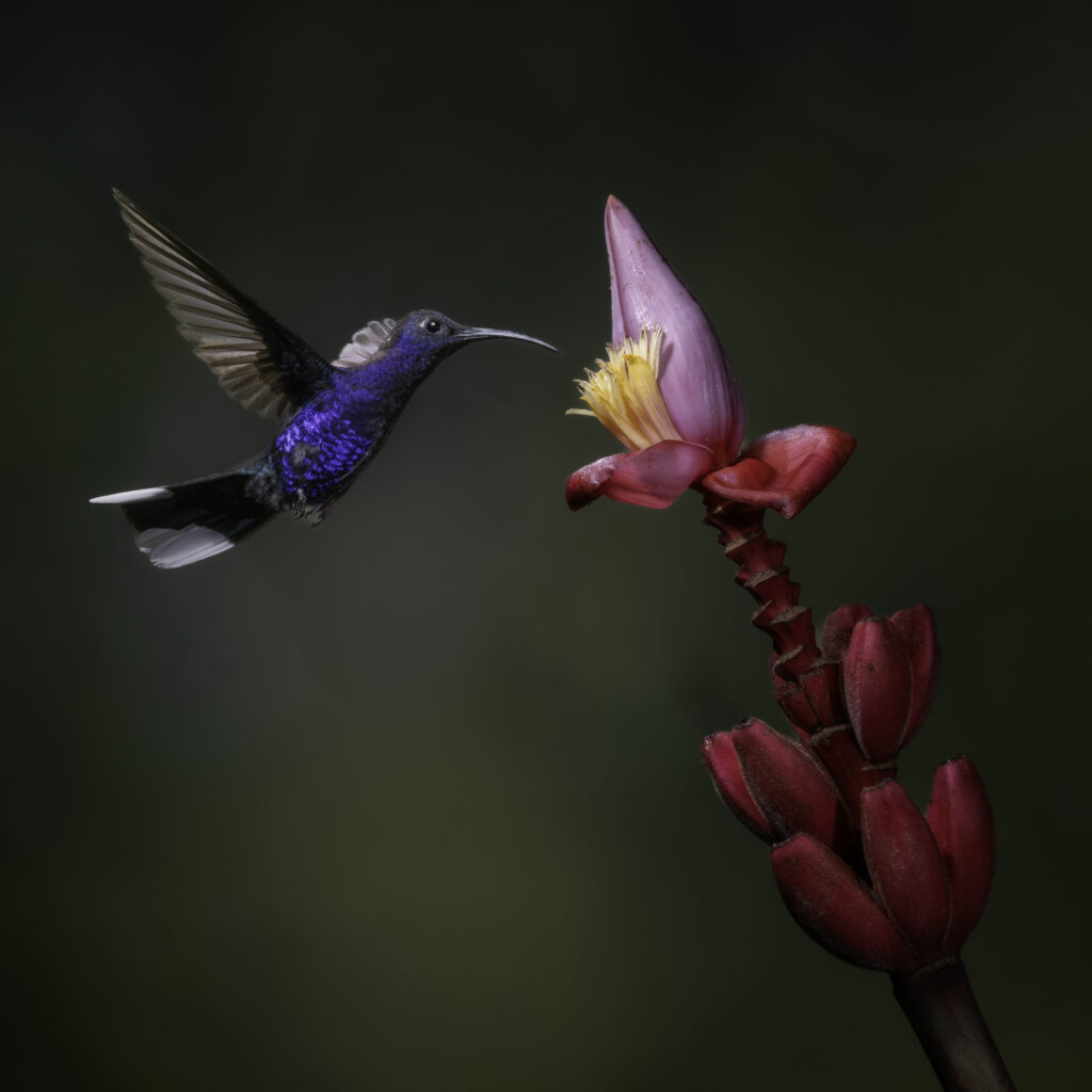 Blue Saberwing Hummer Bob Rottenberg