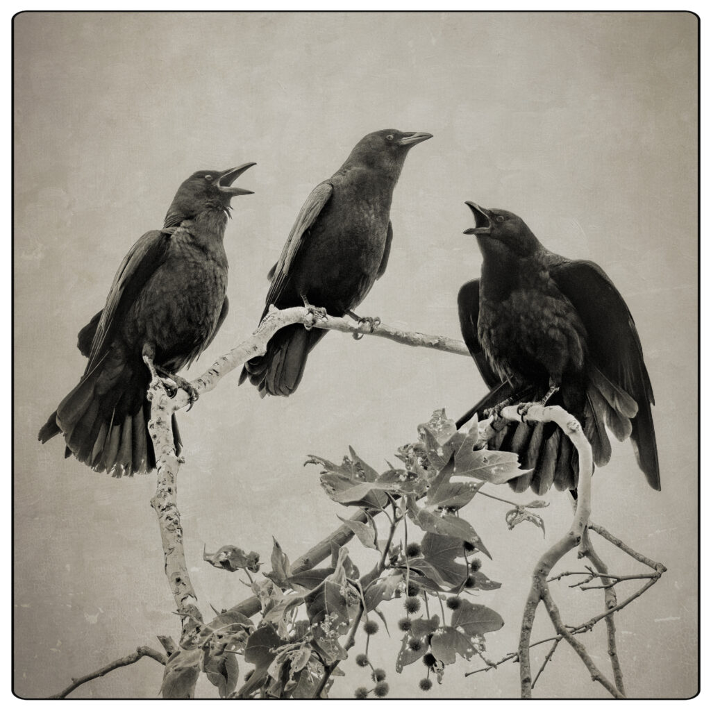 Crows Crowing by Bob Rottenberg