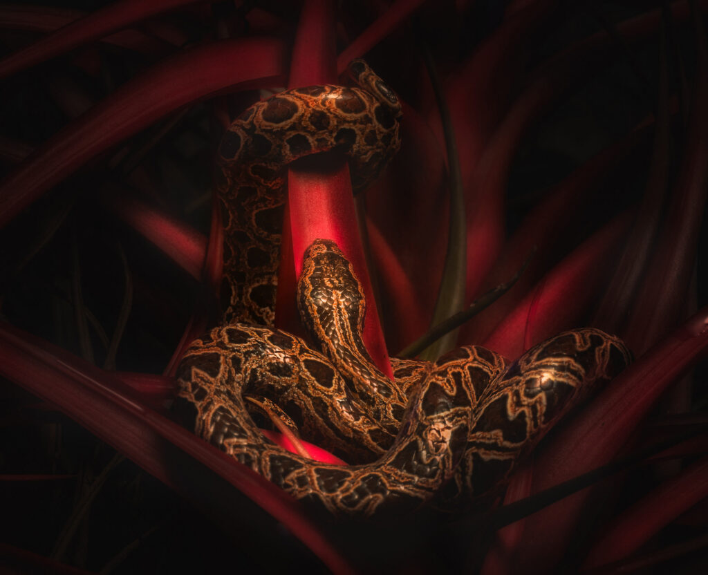 Boa and Bromiliad by Bob Rottenberg