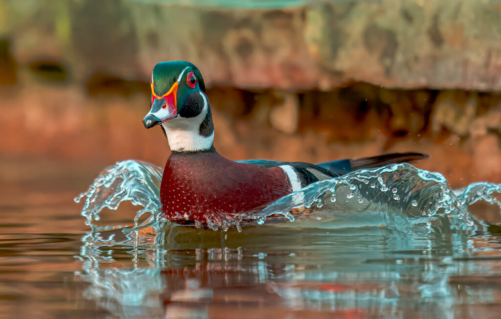 Lone Woodie Making a Splash by Ed Northup