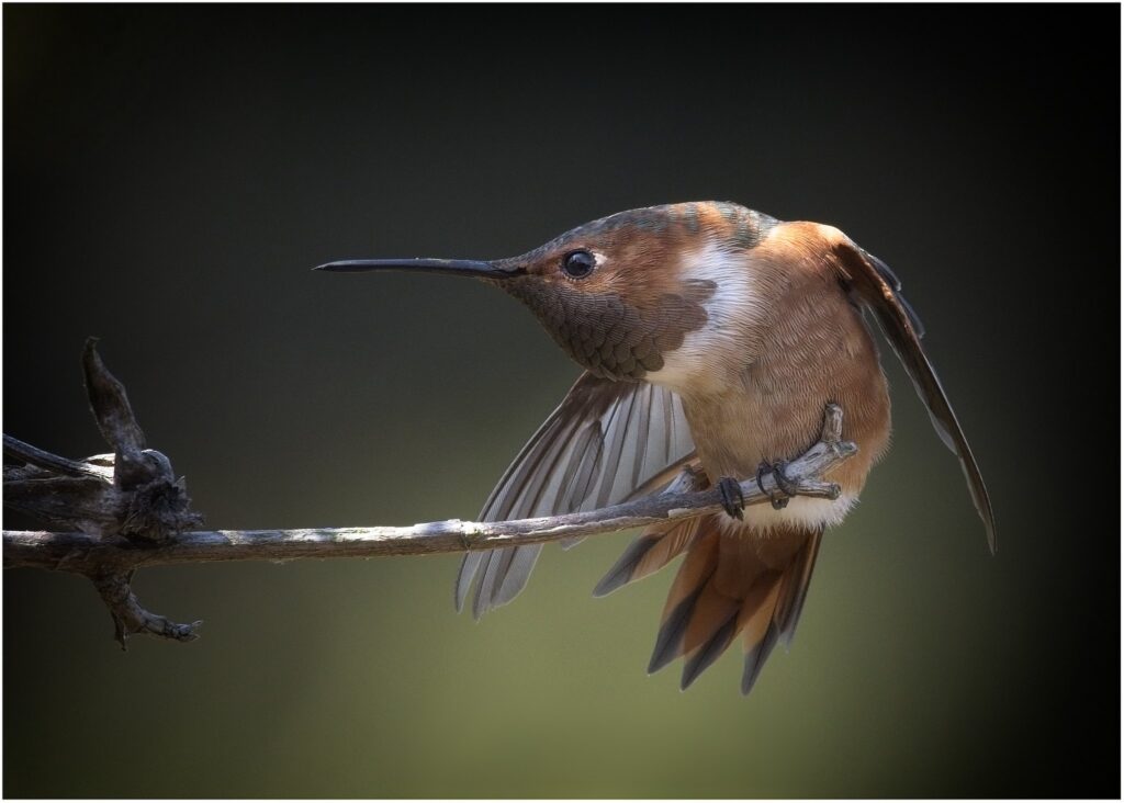 Morning Yoga by Don Green