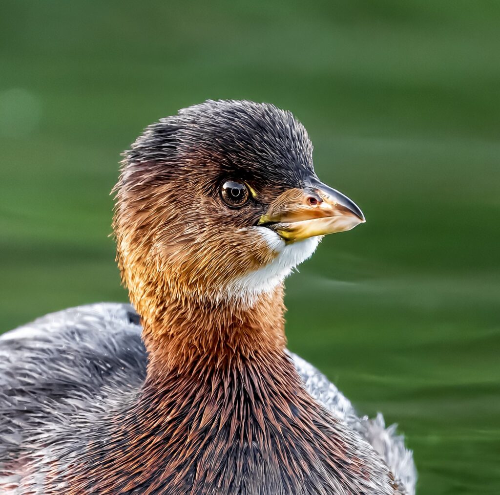 Pied Billed Grebe at Daybreak by Ed Northup