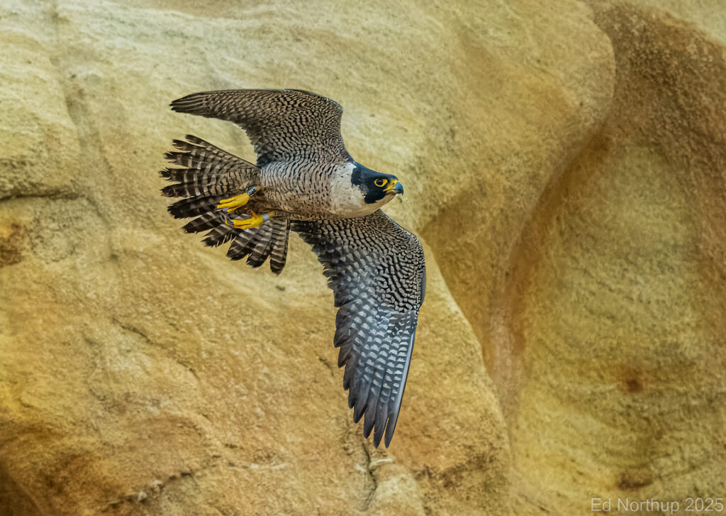 Peregrine Falcon Torrey Pines by Ed Northup